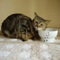 Top 10 Best Bowls For Cats Reviews