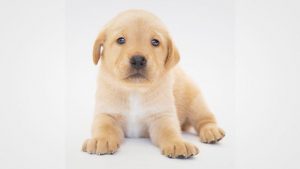 Ultimate Guide: How To Choose A Good Puppy?