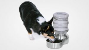 10 Best Stainless Steel Dog Bowls in 2019