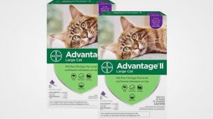Best Cat Flea Treatment in 2019: Reviews and Buying Guide