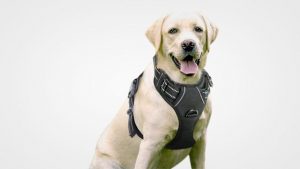 10 Best Dog Harness in 2019 Reviews