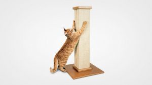 Best Cat Scratchers in 2019: Reviews and Buying Guide